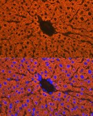 Anti-CYP2D6 Antibody, clone 1X3F0, Rabbit Monoclonal