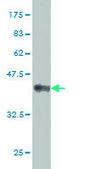 Monoclonal Anti-MAP2K5, (N-terminal) antibody produced in mouse clone 3E10, purified immunoglobulin, buffered aqueous solution