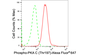 Anti-phospho-PKA C (Thr197) Antibody, clone 24GB1650, Rabbit Monoclonal clone 24GB1650, recombinant rabbit monoclonal, expressed in HEK293 cells