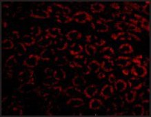 抗 Nephrin 兔抗 affinity isolated antibody, buffered aqueous solution