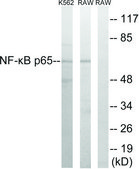 抗-NF-κB p65 兔抗 affinity isolated antibody