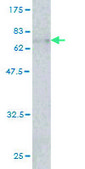 Monoclonal Anti-ACTB antibody produced in mouse clone 3G4-F9, purified immunoglobulin, buffered aqueous solution