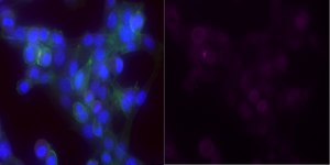 Anti-Laminin-5 Antibody (γ2 chain), clone D4B5, Alexa Fluor™ 647 Conjugate clone D4B5, from mouse, ALEXA FLUOR™ 647