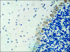 Anti-ATG4B antibody produced in rabbit IgG fraction of antiserum, buffered aqueous solution