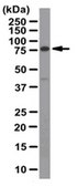 Anti-PDE9A Antibody from rabbit