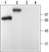 抗-嘌呤能受体P2Y1 兔抗 affinity isolated antibody, lyophilized powder