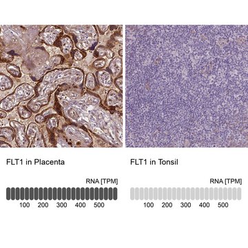 Monoclonal Anti-FLT1 antibody produced in mouse Prestige Antibodies® Powered by Atlas Antibodies, clone CL0345, purified immunoglobulin, buffered aqueous glycerol solution