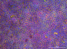 Millicell® 24 well hanging cell culture inserts pore size 0.4 μm, clear PET membrane, diam. 6.5 mm, Tissue Culture (TC)-treated surface, sterile