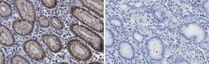 Anti-p-CREB (Ser133) Antibody, clone 1H13 ZooMAb® Rabbit Monoclonal recombinant, expressed in HEK 293 cells