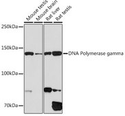 Anti-DNA Polymerase gamma Antibody, clone 9V9D9, Rabbit Monoclonal