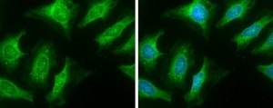 Anti-LAMP2 antibody produced in rabbit