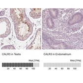 Anti-CALR3 antibody produced in rabbit Prestige Antibodies® Powered by Atlas Antibodies, affinity isolated antibody, buffered aqueous glycerol solution