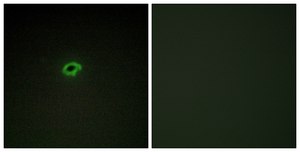 Anti-Collagen IV α4 antibody produced in rabbit affinity isolated antibody