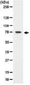 Anti-SHP-1/2 Antibody, clone NL213, rabbit monoclonal culture supernatant, clone NL213, Upstate®