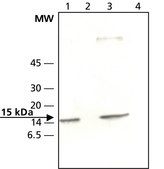 Anti-SUMO 2 兔抗 ~0.6 mg/mL, affinity isolated antibody, buffered aqueous solution