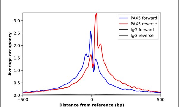 Anti-PAX5 antibody produced in rabbit Prestige Antibodies® Powered by Atlas Antibodies, affinity isolated antibody