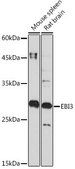 Anti-EBI3 antibody produced in rabbit