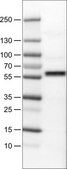 Monoclonal Anti-AKT1 antibody produced in mouse Prestige Antibodies® Powered by Atlas Antibodies, clone CL0887, purified immunoglobulin, buffered aqueous glycerol solution