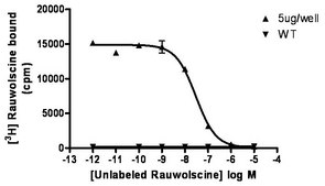 ChemiSCREEN Human α2B Adrenergic Receptor Membrane Preparation Human alpha2B GPCR membrane prepation for Radioligand binding Assays.
