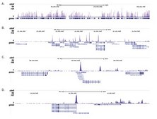 Anti-acetyl Histone H2A.Z (Lys 5, 7, 11) Antibody from rabbit, purified by affinity chromatography