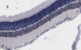 Anti-Brn3a Antibody, clone 4L5, ZooMAb® Rabbit Monoclonal recombinant, expressed in HEK 293 cells