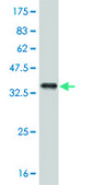 Monoclonal Anti-ABL2 antibody produced in mouse clone 5C6, purified immunoglobulin, buffered aqueous solution