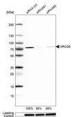 Anti-XRCC6 antibody produced in rabbit Prestige Antibodies® Powered by Atlas Antibodies, affinity isolated antibody, buffered aqueous glycerol solution