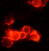 Anti-Mouse IgG (whole molecule)−TRITC antibody produced in rabbit IgG fraction of antiserum, buffered aqueous solution