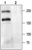 Anti-Calcium Channel (α1A Subunit) (P/Q-type of Voltage-gated Ca2+ Channel) antibody produced in rabbit affinity isolated antibody, lyophilized powder