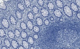 Anti-USP7 Antibody, clone 1E19 ZooMAb® Rabbit Monoclonal recombinant, expressed in HEK 293 cells