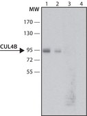 抗-Cullin-4B 兔抗 ~1.0 mg/mL, affinity isolated antibody, buffered aqueous solution