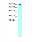 Anti-MYBL2 affinity isolated antibody