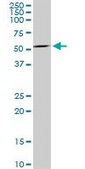 Monoclonal Anti-MAG antibody produced in mouse clone 3C7, purified immunoglobulin, buffered aqueous solution