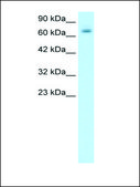 Anti-PARP2 affinity isolated antibody