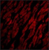 Anti-CRTH2 antibody produced in rabbit affinity isolated antibody, buffered aqueous solution