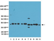 抗连接蛋白40抗体 Chemicon®, from rabbit