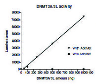 DNMT3A/DNMT3L，活性，人 recombinant, expressed in baculovirus infected Sf9 cells, ≥90% (SDS-PAGE)