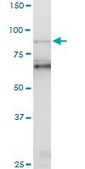 Monoclonal Anti-PCAF antibody produced in mouse clone 5E5, purified immunoglobulin, buffered aqueous solution