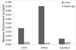 Anti- c-Myc antibody produced in rabbit
