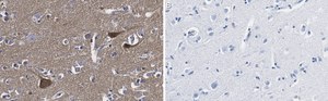 Anti-BDNF Antibody, clone 1I14 ZooMAb® Rabbit Monoclonal recombinant, expressed in HEK 293 cells