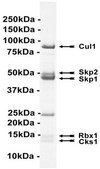 SCF-Skp2 Protein Complex, Active, 10 µg Active complex of five (5) full length, recombinant human enzymes: Skp1, Skp2, Cul1, Rbx1 &amp; Cks1. For use in Enzyme Assays. Functions as an E3 ligase in ubiquitination assays.