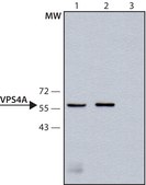 Anti-VPS4 antibody produced in rabbit ~1.0 mg/mL, affinity isolated antibody, buffered aqueous solution