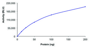 SIRT3, active, GST tagged human recombinant, expressed in baculovirus infected Sf9 cells, ≥70% (SDS-PAGE), buffered aqueous glycerol solution