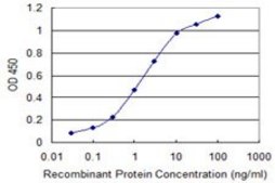 Monoclonal Anti-CNN1 antibody produced in mouse clone 2F5-1H4, purified immunoglobulin, buffered aqueous solution