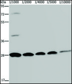 Anti-GFP antibody produced in rabbit affinity isolated antibody