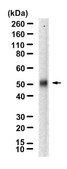 Anti-MEF2A Antibody, clone 3L12 ZooMAb® Rabbit Monoclonal recombinant, expressed in HEK 293 cells