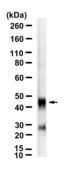 Anti-WNT3A Antibody, clone 2I8 ZooMAb® Rabbit Monoclonal recombinant, expressed in HEK 293 cells