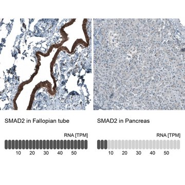 Monoclonal Anti-SMAD2 antibody produced in mouse Prestige Antibodies® Powered by Atlas Antibodies, clone CL8472, purified immunoglobulin, buffered aqueous glycerol solution