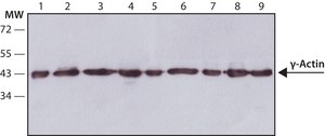 Anti-γ-Actin antibody, Mouse monoclonal clone 2-2.1.14.17, purified from hybridoma cell culture