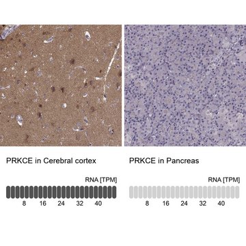 Anti-PRKCE antibody produced in rabbit Prestige Antibodies® Powered by Atlas Antibodies, affinity isolated antibody, buffered aqueous glycerol solution